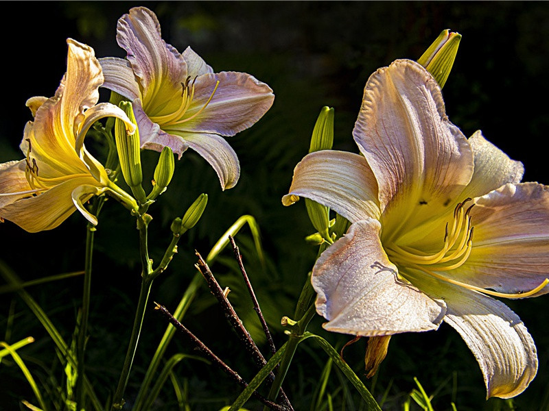 送翰林张司马南海勒碑