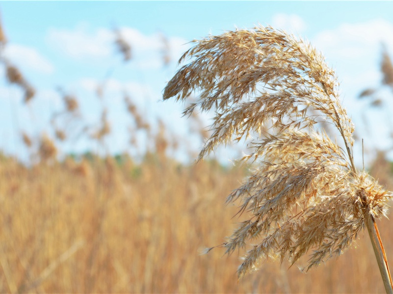 奉观严郑公厅事岷山沱江画图十韵