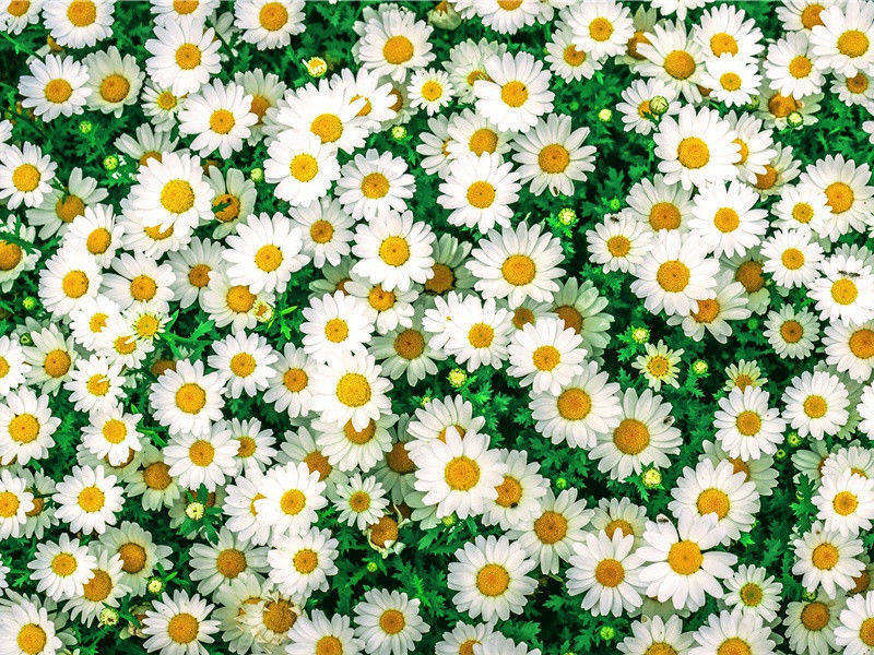 遣闷奉呈严公二十韵