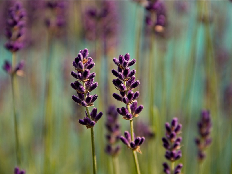 哭台州郑司户苏少监