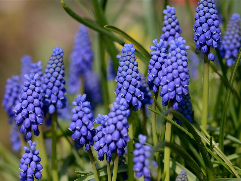 送王侍御往东川放生池祖席