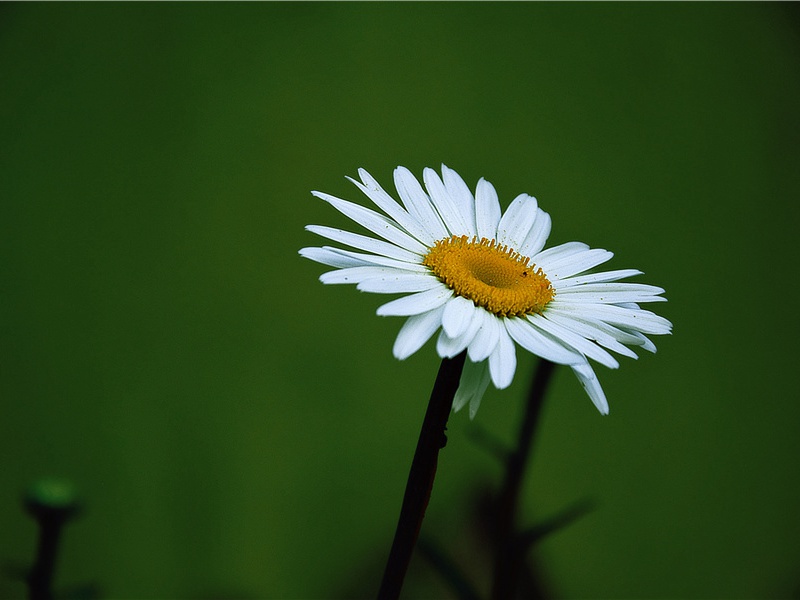 述怀(去年潼关破)