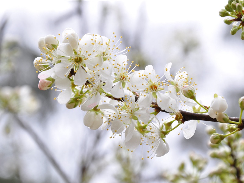 敝庐遣兴奉寄严公