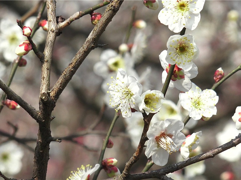 渝州候严六侍御不到先下峡