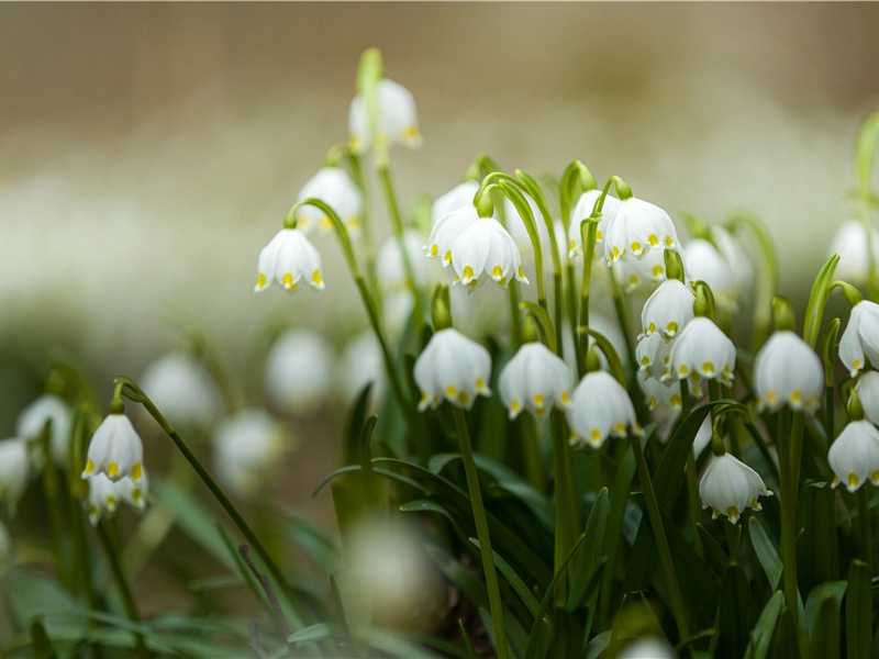 题忠州龙兴寺所居院壁