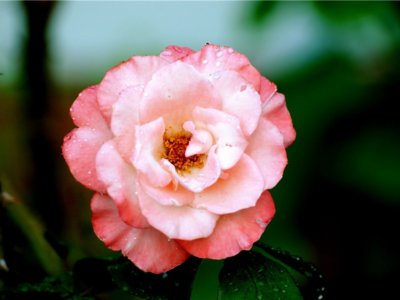 云安九日郑十八携酒陪诸公宴