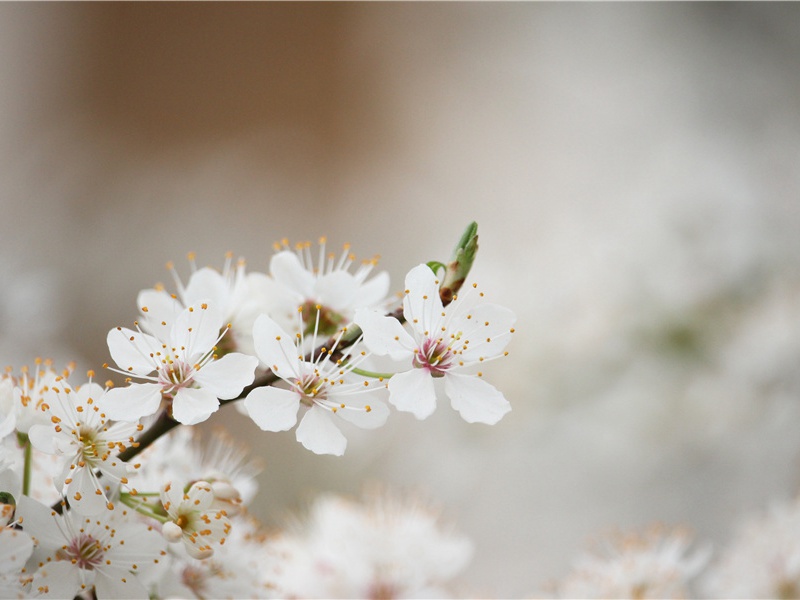 答郑十七郎一绝