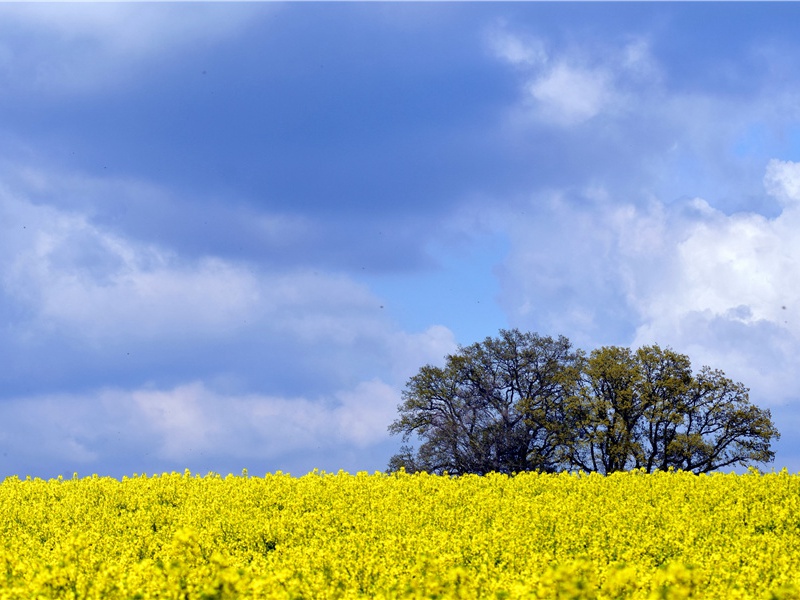 十二月一日三首