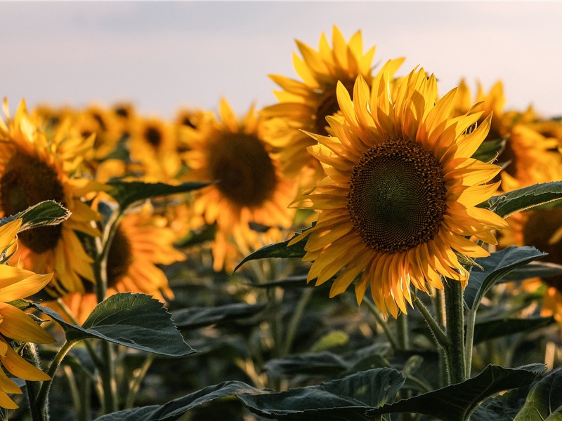 雨·冥冥甲子雨