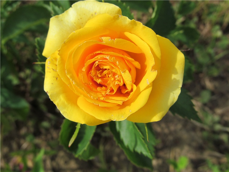 赠郑十八贲(云安令)