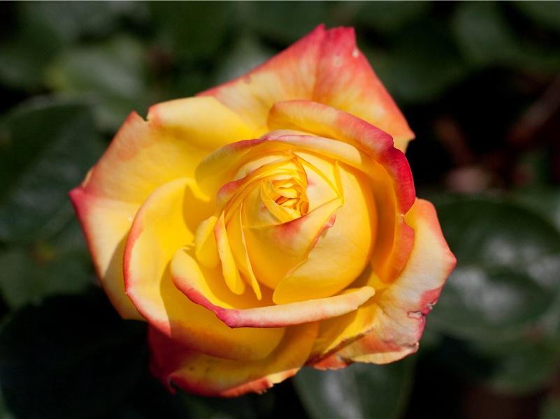 寄杜位(顷者与位同在故严尚书幕)