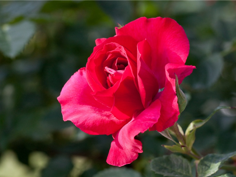 陪诸公上白帝城头宴越公堂之作