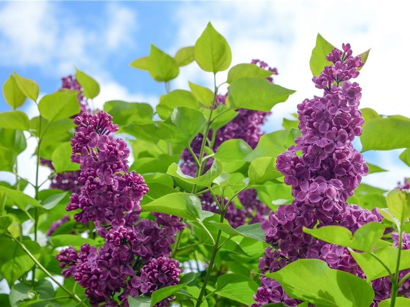 晓望白帝城盐山