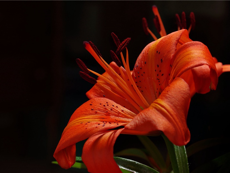 七月三日亭午已后较热退晚加小凉稳睡有诗因论壮年乐事戏呈元二十一曹长