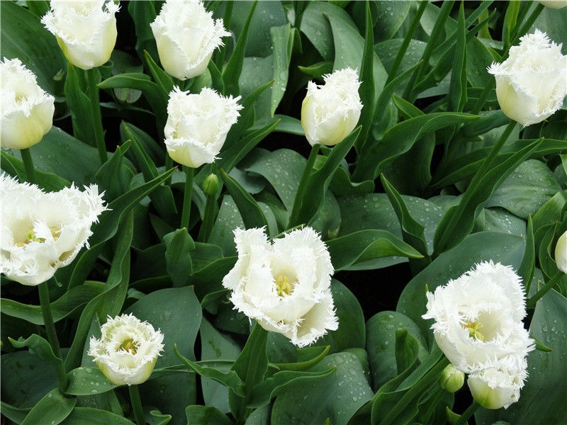 雨·峡云行清晓