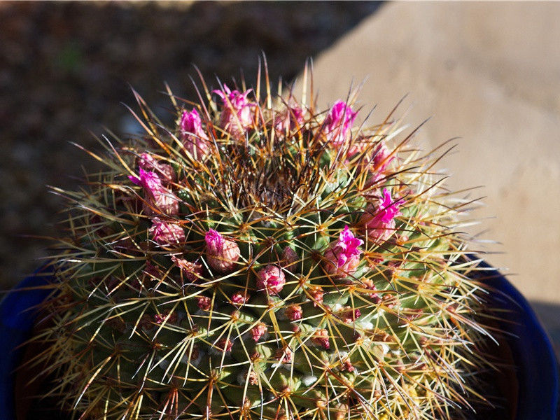 返照·楚王宫北正黄昏
