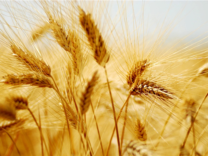 雨·万木云深隐