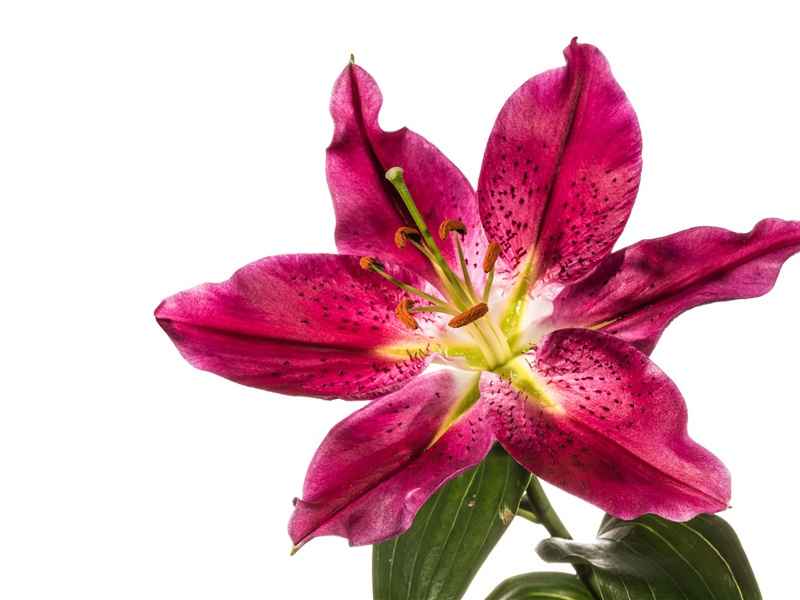 八哀诗·赠秘书监江夏李公邕