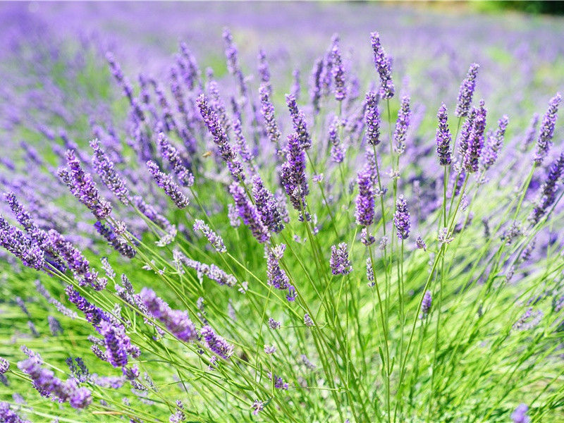 八哀诗·赠司空王公思礼