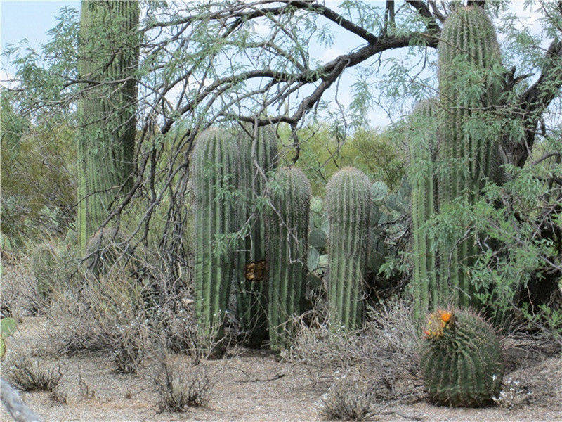 八哀诗·故司徒李公光弼