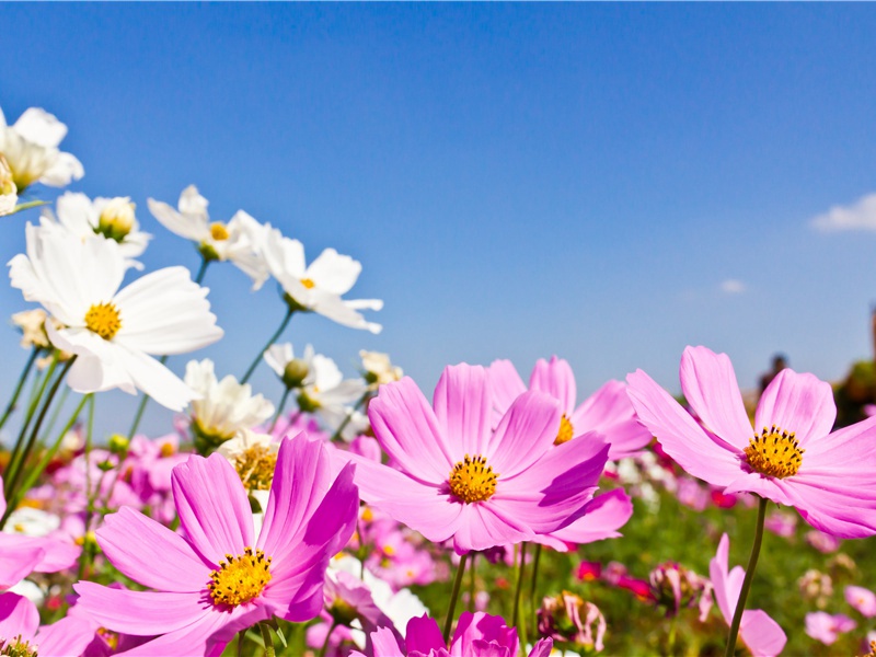 八哀诗·赠太子太师汝阳郡王琎