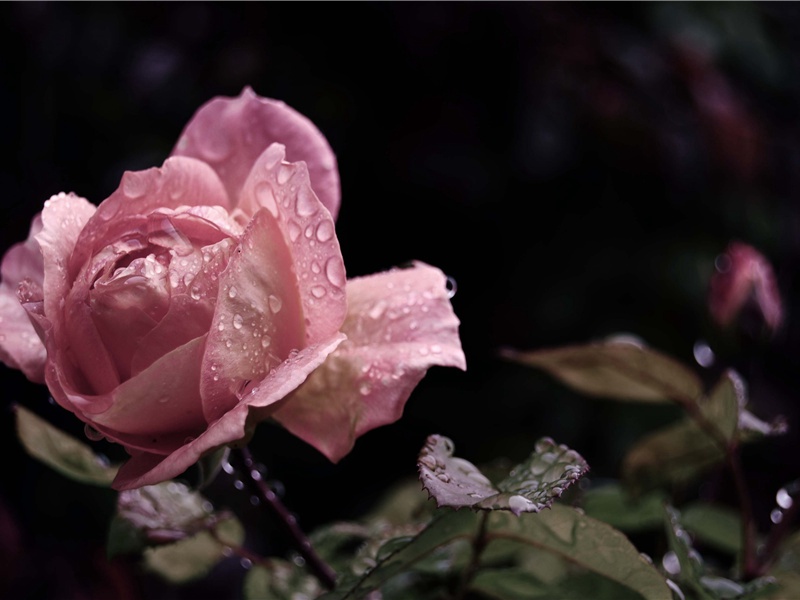 八哀诗·故著作郎贬台州司户荥阳郑公虔