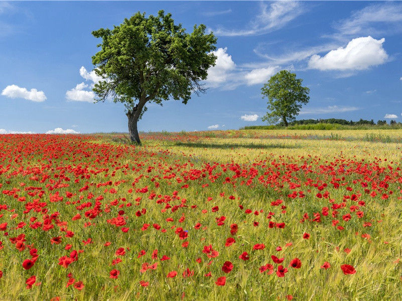 遣怀·昔我游宋中