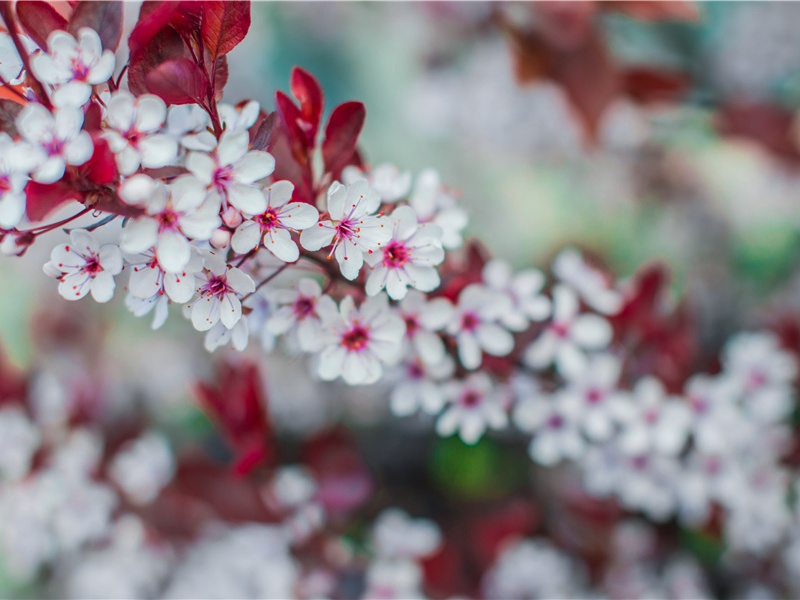 奉答岑参补阙见赠