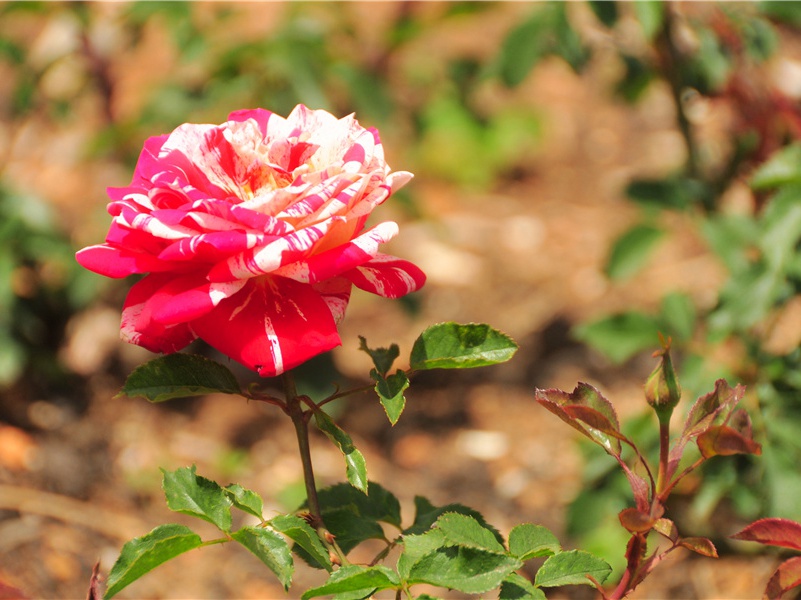 绝句漫兴九首其一(眼见客愁愁不醒)