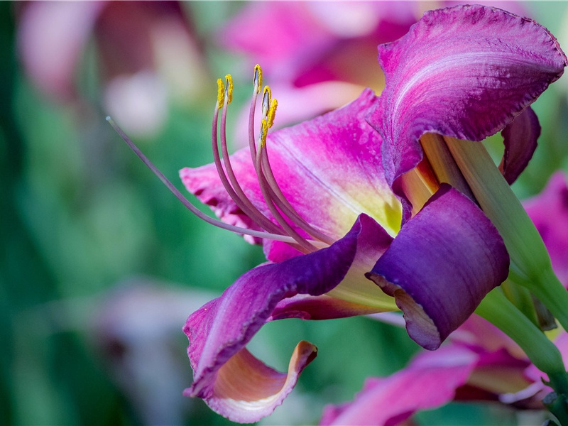 览柏中允兼子侄数人除官制词因述父子兄弟四美载歌丝纶