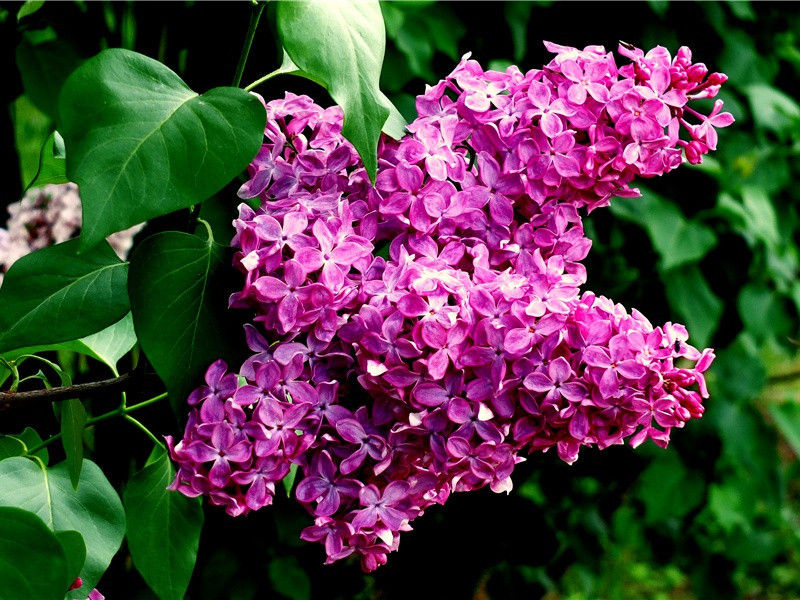 山寺(得开字章留后同游)