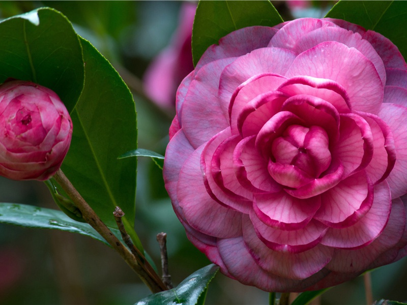 奉送蜀州柏二别驾将中丞命赴江陵起居卫尚书太夫人因示从弟行军司马位