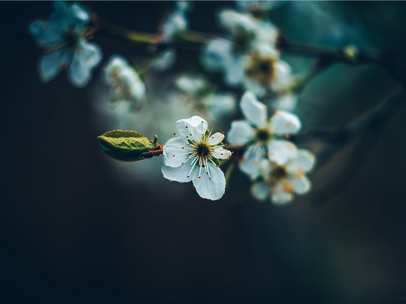 王兵马使二角鹰