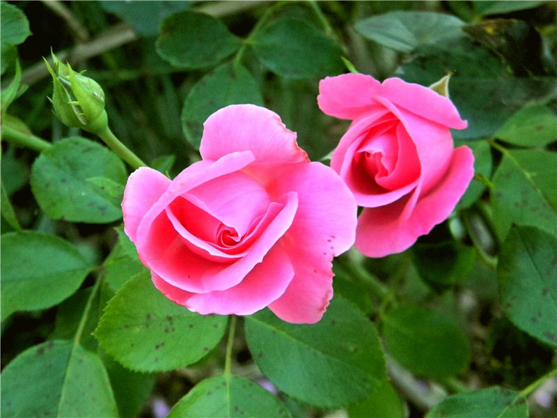 秋日寄題郑监湖上亭三首