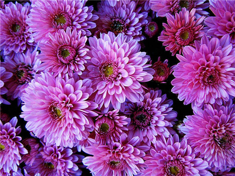 送殿中杨监赴蜀见相公