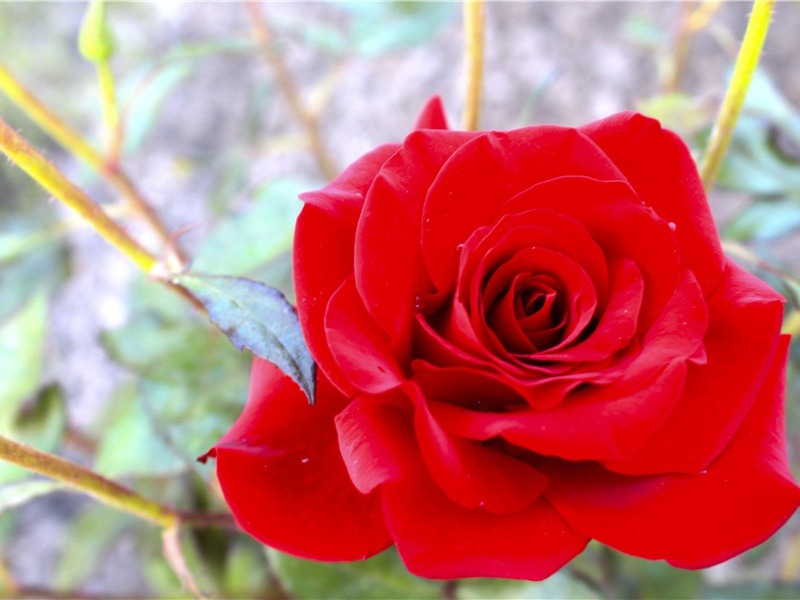 第五弟丰独在江左近三四载寂无消息觅使寄此二首