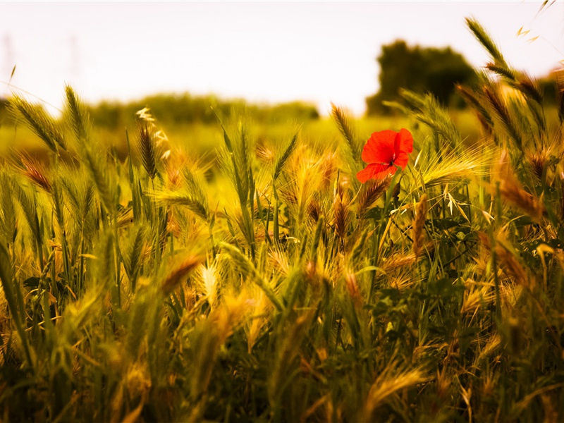 巴西驿亭观江涨呈窦十五使君二首