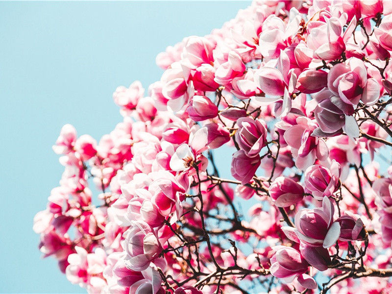 奉送十七舅下邵桂