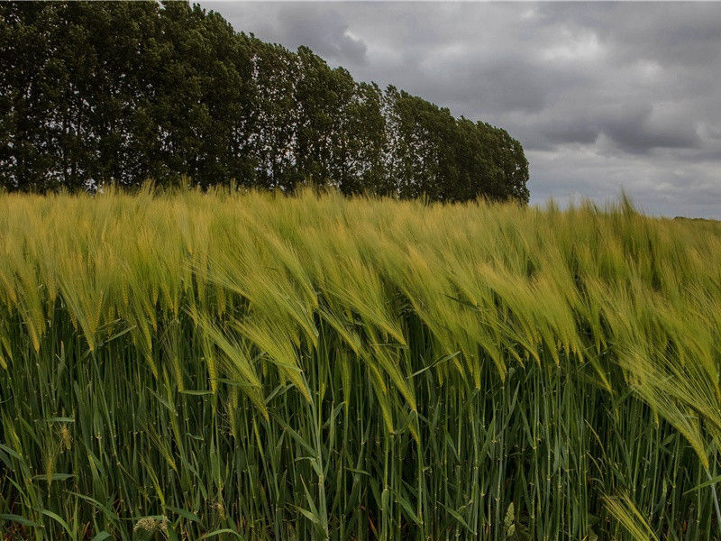 崔评事弟许相迎不到应虑老夫见泥雨怯出必愆佳期走笔戏简