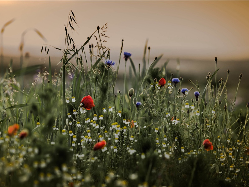 遣闷戏呈路十九曹长