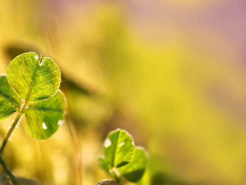 暮春题瀼西新赁草屋五首