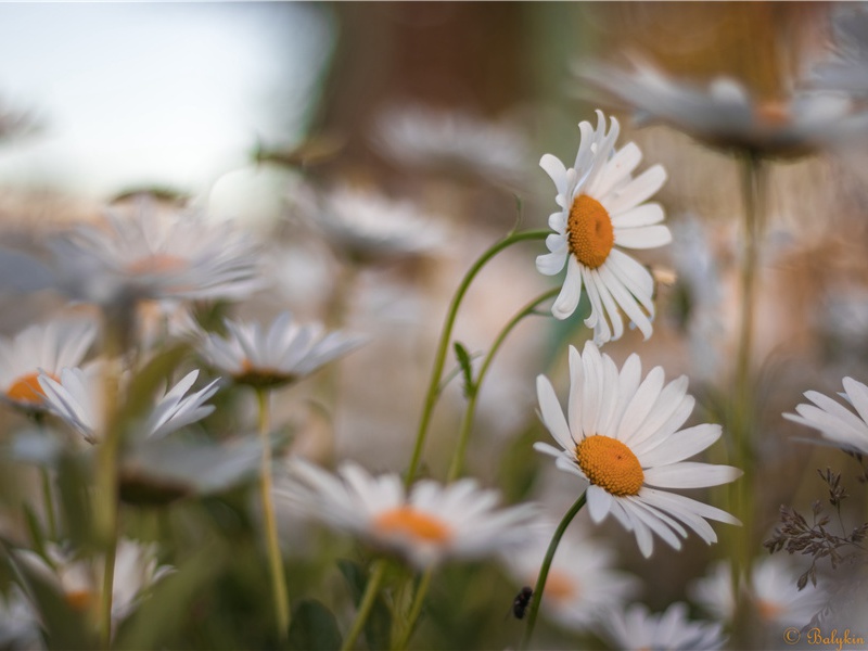 雨·行云递崇高