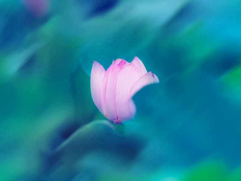 园·仲夏流多水