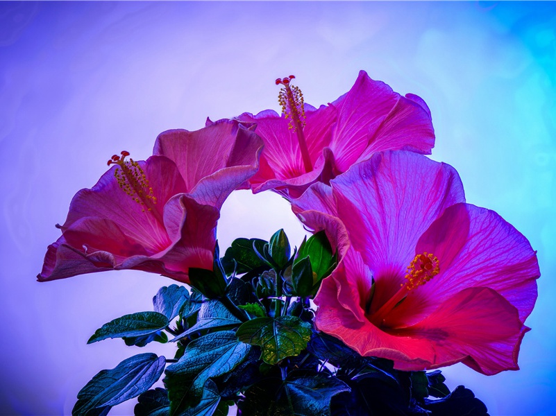 行官张望补稻哇水归