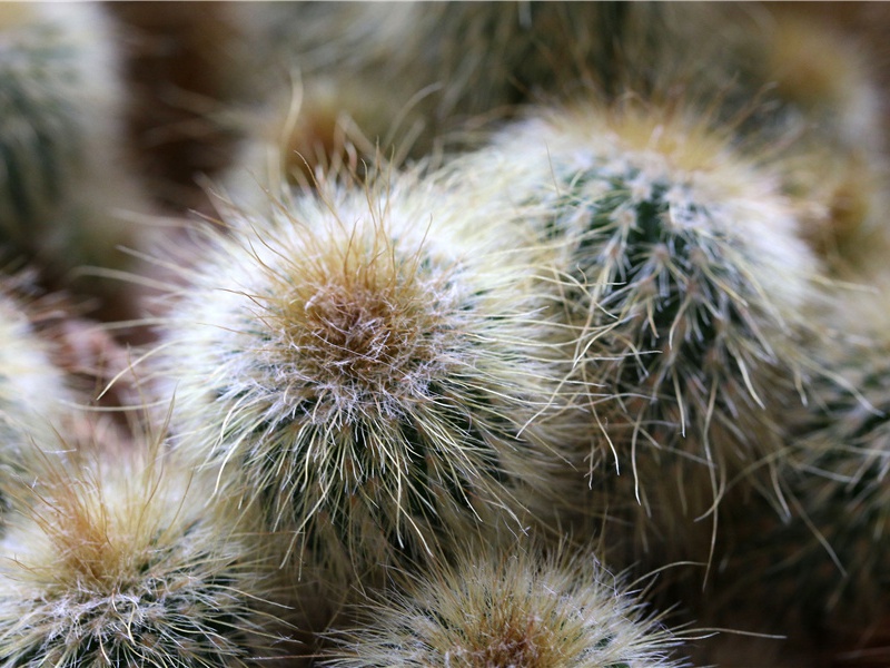 秋行官张望督促东渚耗稻向毕清晨遣女奴阿稽竖子阿段往问