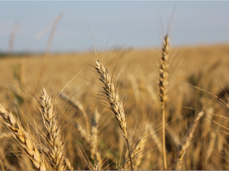 秦州见敕目薛三璩授司议郎毕四曜除监察与二…凡三十韵