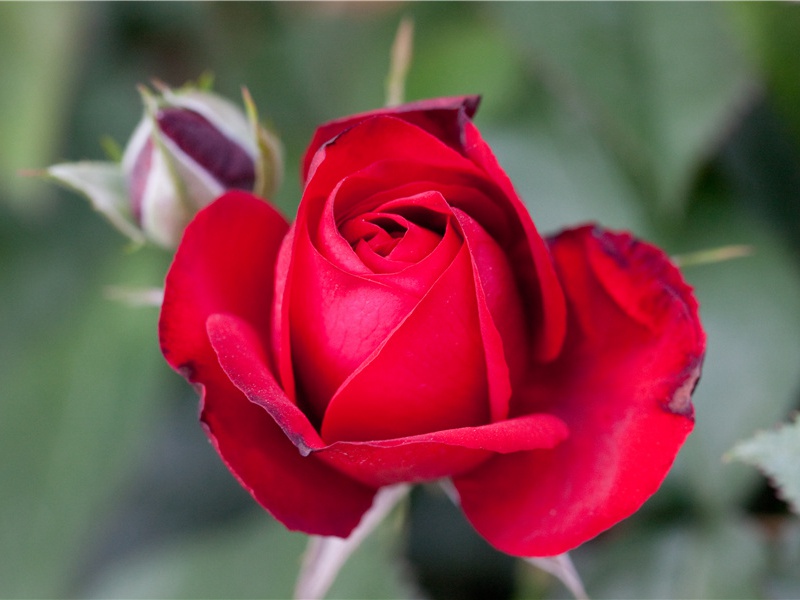 雨·山雨不作泥