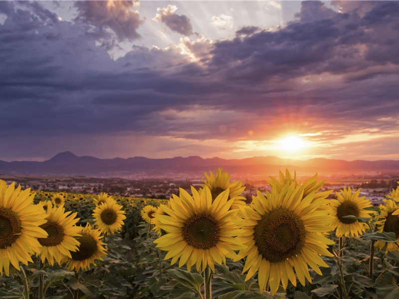 九日奉寄严大夫