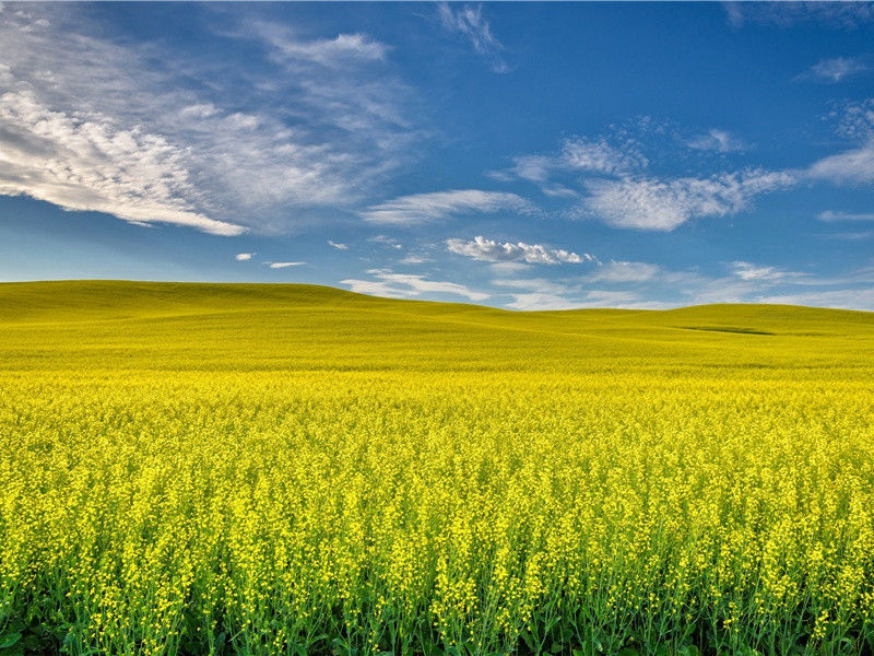 秋日夔府咏怀奉寄郑监李宾客一百韵
