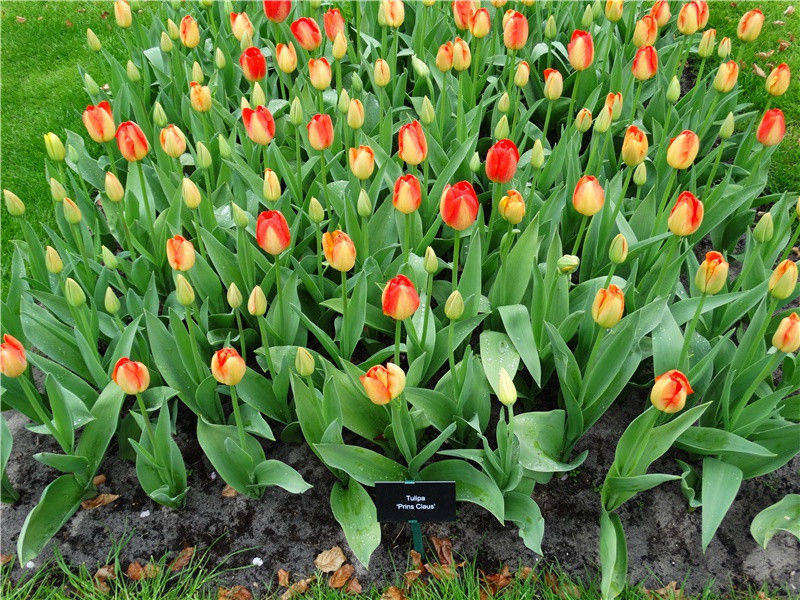 寄刘峡州伯华使君四十韵